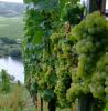 Riesling Mosel