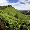 Barolo