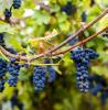 Pinot Noir